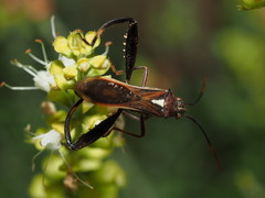 Mirperus jaculus