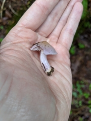 Inocybe pallidicremea