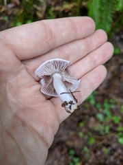 Inocybe pallidicremea