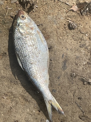Bonga (Ethmalosa fimbriata) — Clupeidae