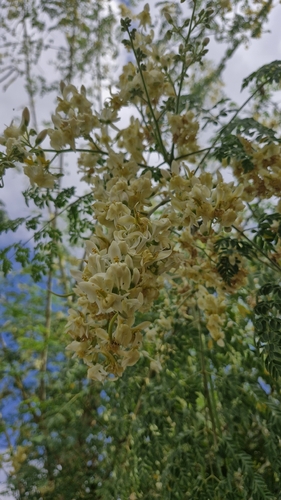Moringa tree
