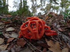 Clathrus ruber