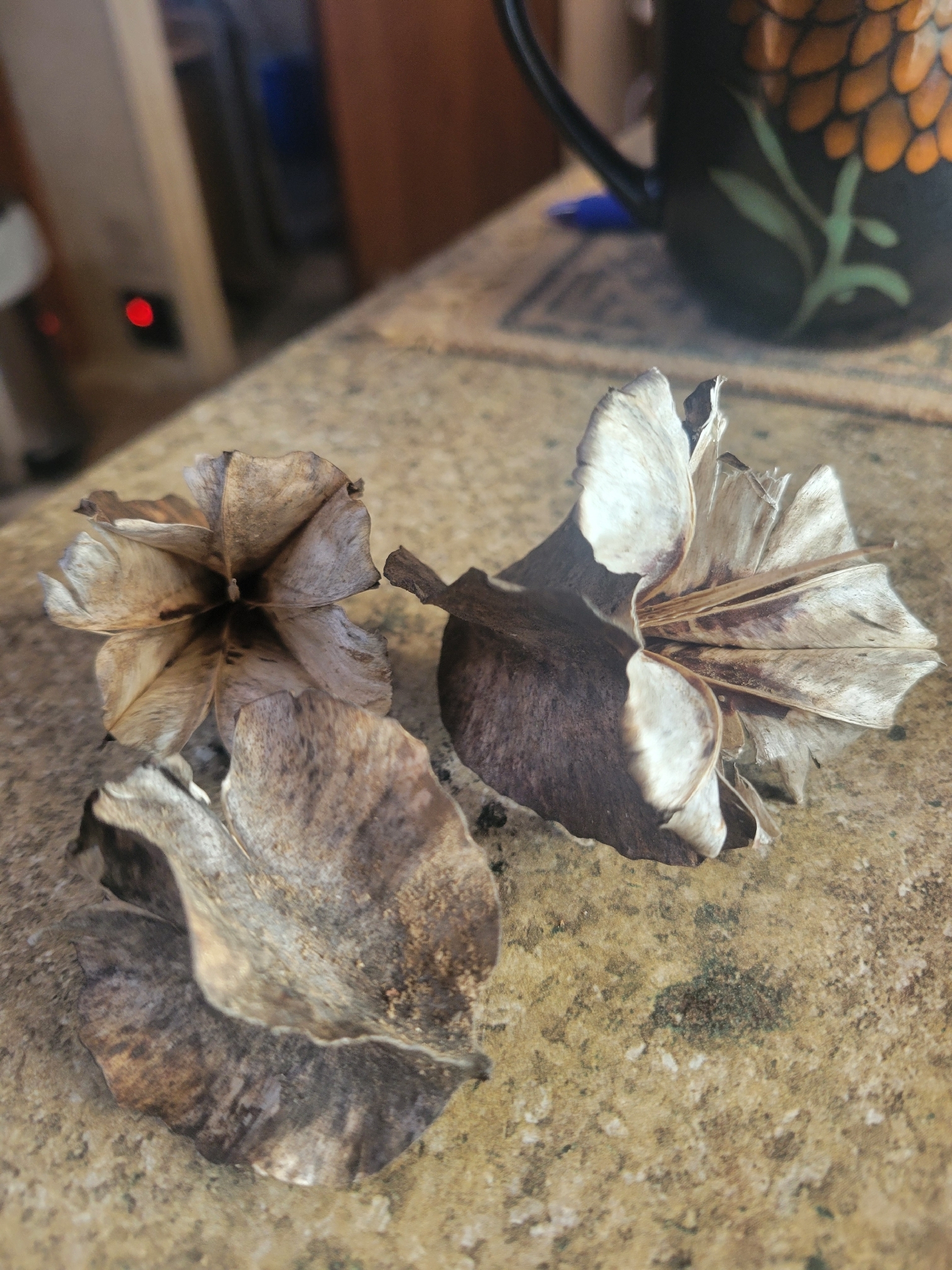 Onagra de Missouri