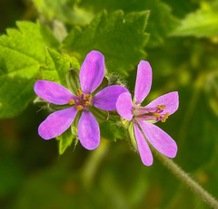 Erodium moschatum