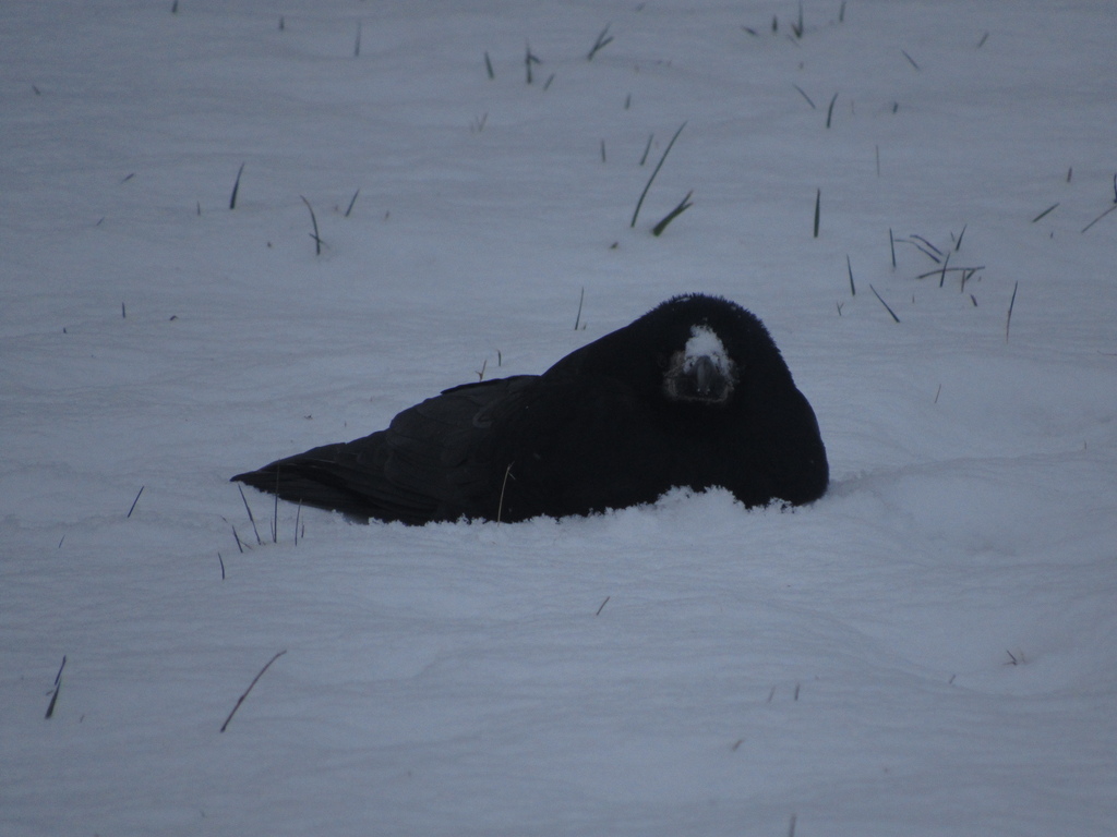 Corbeau freux