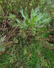 Romneya coulteri