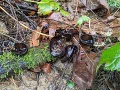 Pseudoplectania vogesiaca