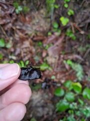 Pseudoplectania vogesiaca