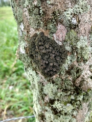 Leptogium chloromelum