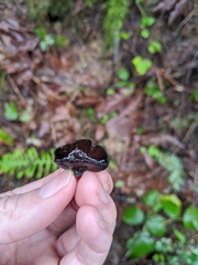 Pseudoplectania vogesiaca