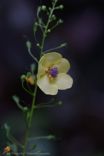 Verbascum glabratum