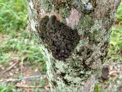 Leptogium chloromelum