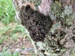 Leptogium chloromelum