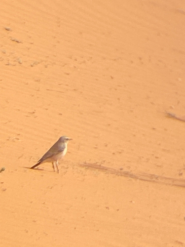 Desert Wheatear