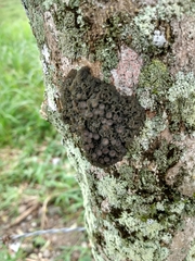 Leptogium chloromelum