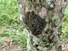 Leptogium chloromelum