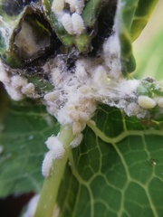 Paracoccus marginatus