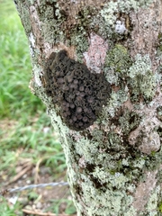 Leptogium chloromelum