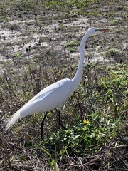 Ardea alba