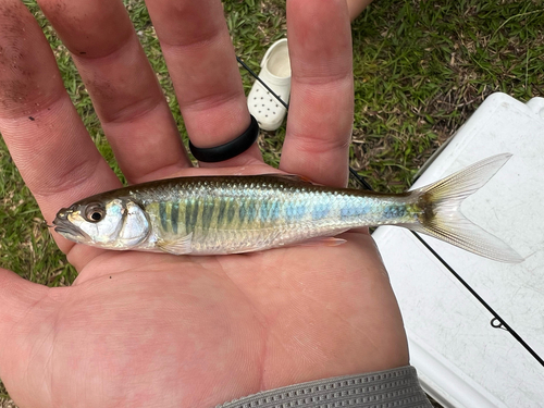 Gebande sanjika (Opsaridium zambezense) — Cyprinidae
