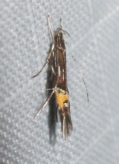 Cosmopterix lespedezae