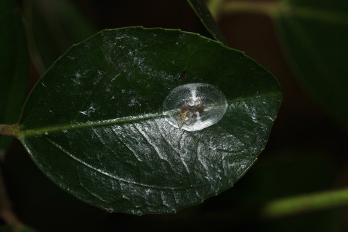 Neodryinus observed 2026-01-11