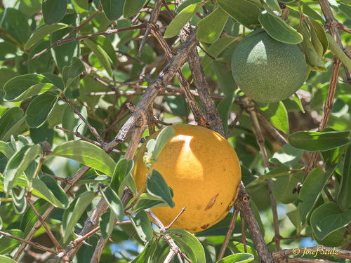 Corky Monkey Orange