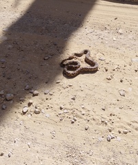 Pituophis lineaticollis