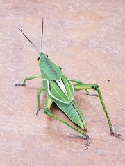 Staleochlora viridicata