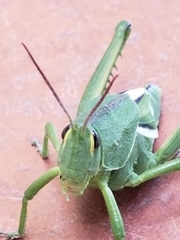 Staleochlora viridicata