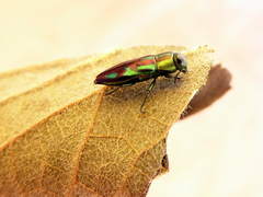 Melobasis purpurascens