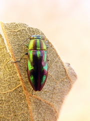 Melobasis purpurascens
