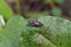 Actenicerus siaelandicus