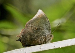 Charaxinae