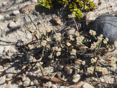 Psammotropha anguina