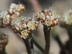 Psammotropha anguina