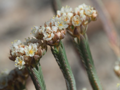 Psammotropha anguina