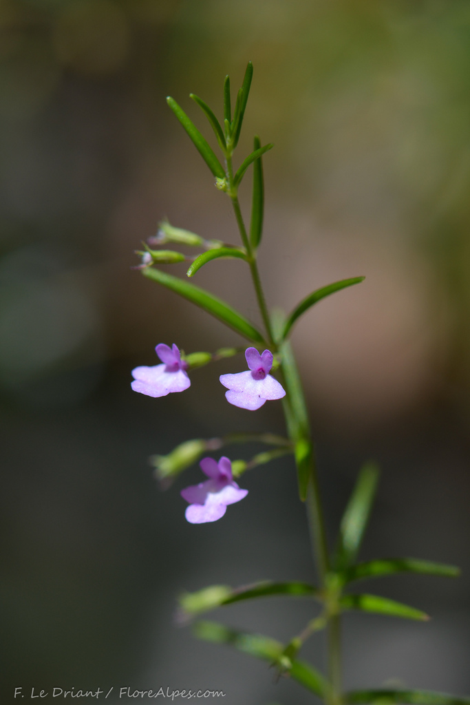 Micromeria longipedunculata