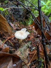 Clitocybe deceptiva