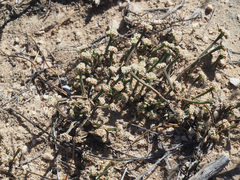 Psammotropha anguina