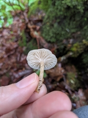 Clitocybe deceptiva