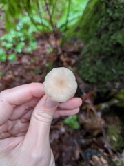 Clitocybe deceptiva
