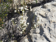 Agathosma esterhuyseniae
