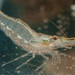 Yellow Nose Shrimp - Photo (c) Mark Yokoyama, some rights reserved (CC BY-NC-ND)