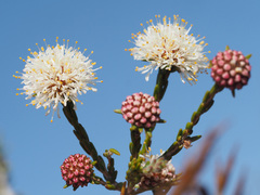 Agathosma esterhuyseniae