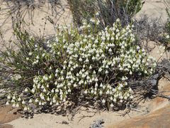 Erica senilis