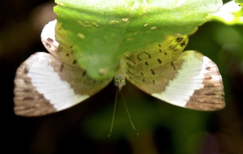 Delesseriaceae image