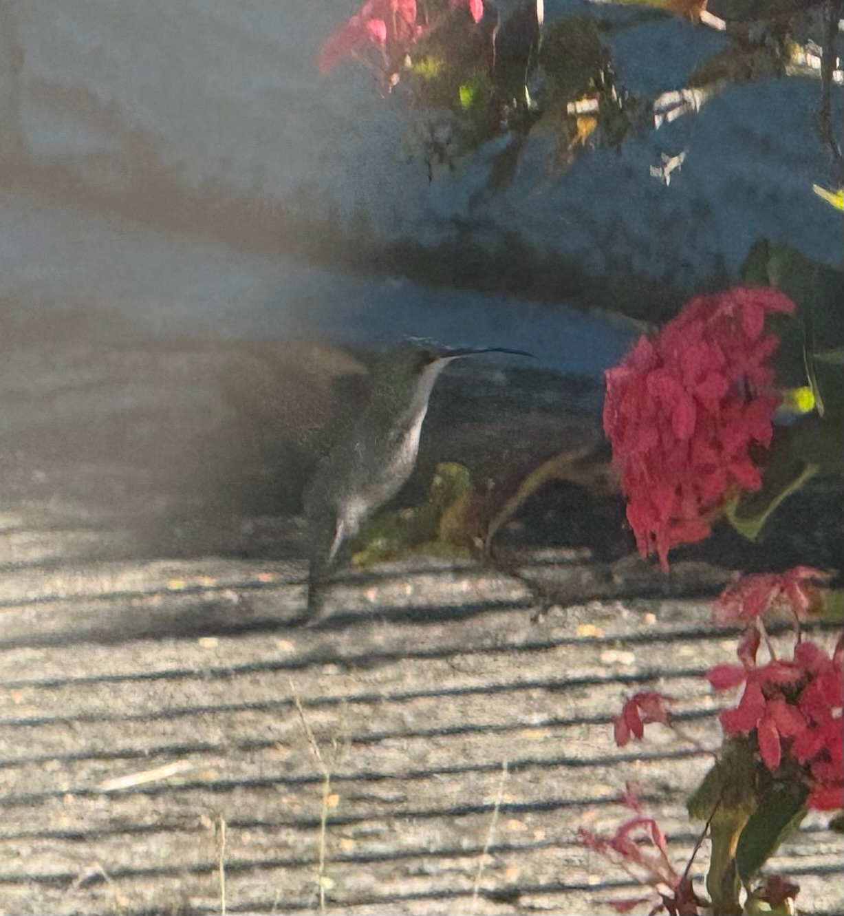 Hispaniolan Mango (Anthracothorax dominicus), photo 2