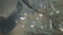 Jamesbrittenia pristisepala