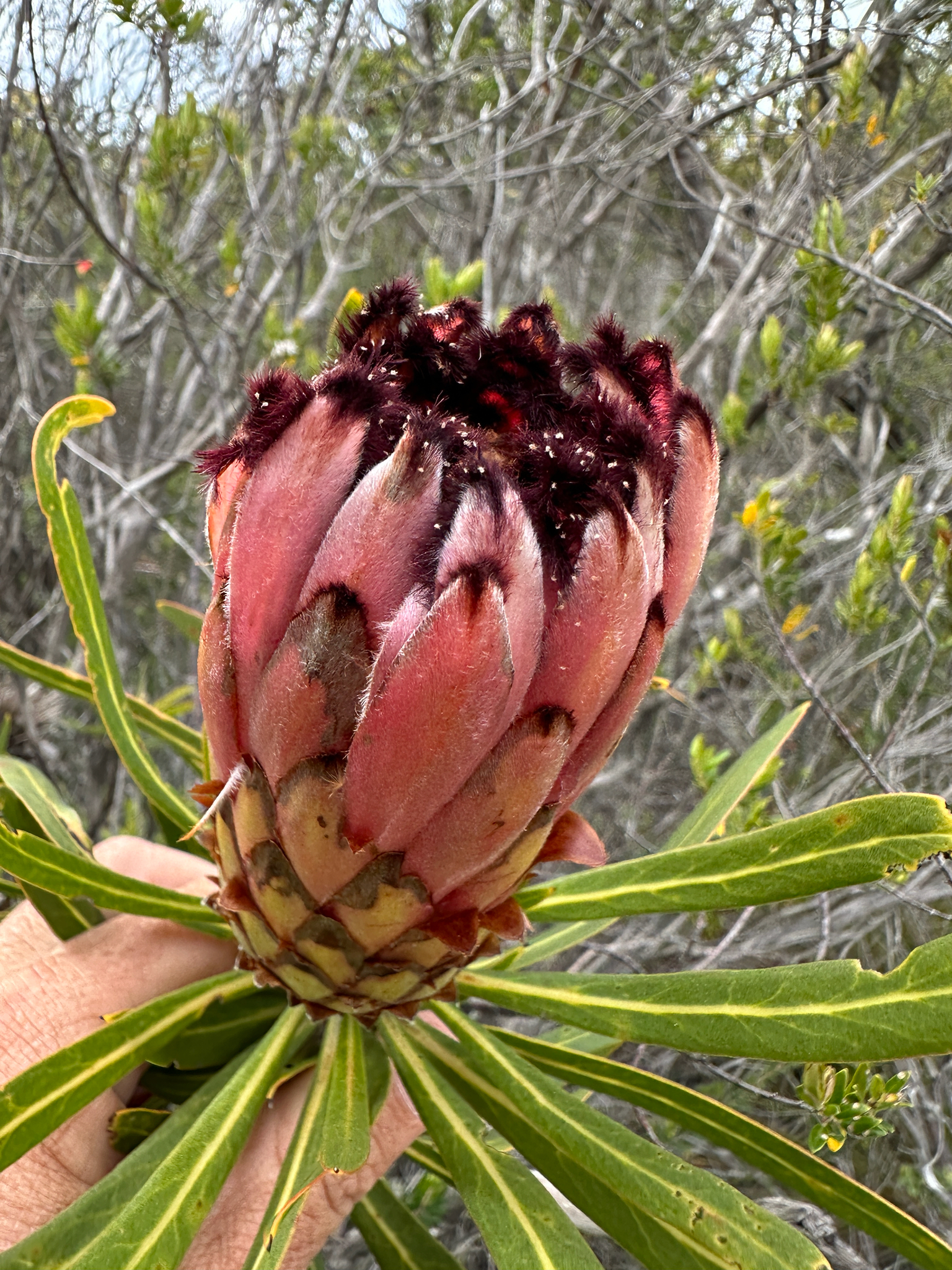 Proctolaelaps vandenbergi (Ryke, 1954)